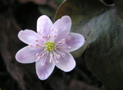 hepatica_06_rosa_weiss.jpg