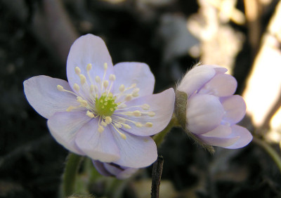 hepatica_06_blasslila.jpg