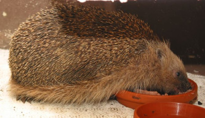 IGEL_I.jpg
