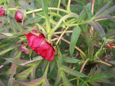 P._lutea_var._delavayi_fragl3002.jpg