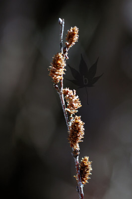 betula_humilis_alterfruchts.jpg