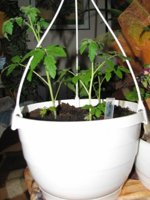 Tomatenzucht_im_Hangetopf27.03.06_002.jpg