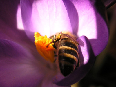 die_erste_Biene_270306.jpg