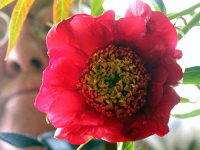 P._lutea_var._delavayi_fragl4003.jpg