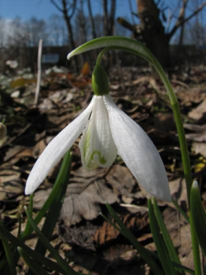 galanthus_lagodechianus.jpg