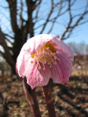 helleborus_thibetanus.jpg