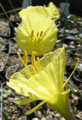 narcissus_cantabricus_Nylon_Yellow.jpg