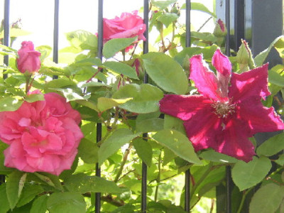 clematis.jpg