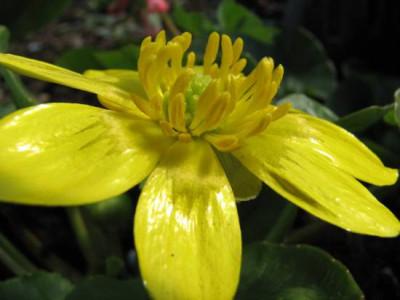 ranunculus_Grandiflora.jpg
