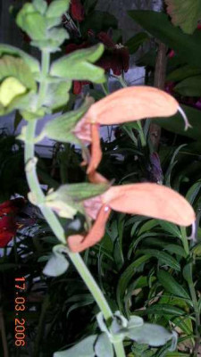 Salvia_africana_lutea.jpg