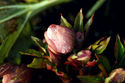 rose2383.jpg