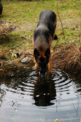 hund2429.jpg