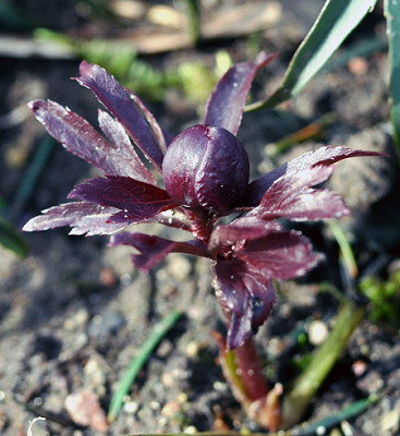 schwarzgef2364.jpg