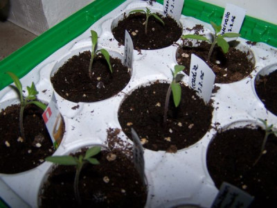 tomaten_kalt.jpg
