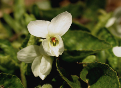 Viola_alba_f.jpg