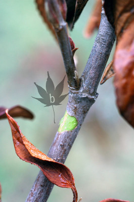 viburnum_erubescens_kambium3.jpg