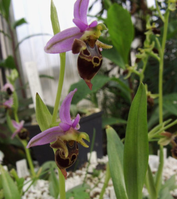 Ophrys_heldreichii_06.JPG
