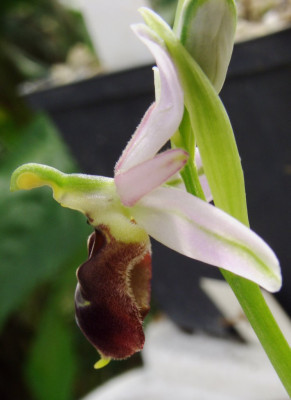 Ophrys_biscutella.jpg