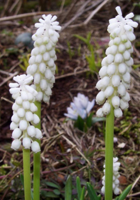 Muscari_botryoides_Alba.jpg