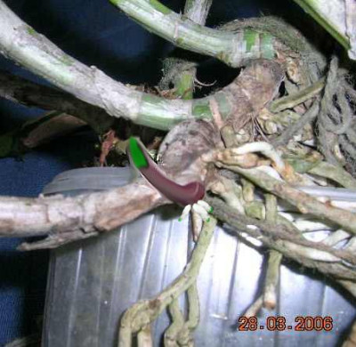Brassocattleya_extrapoliert.jpg