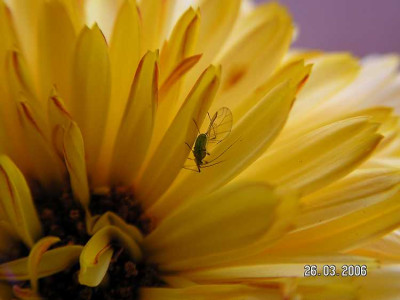 florfliege01.jpg