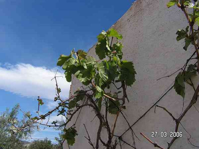 weinranke01.jpg