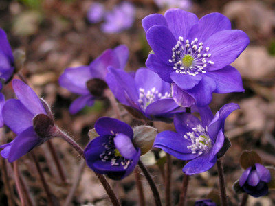 Hepatica-trans-Blue-Jewel-k.jpg