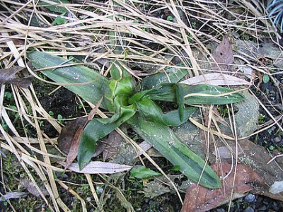 Scilla_peruviana_fars.jpg