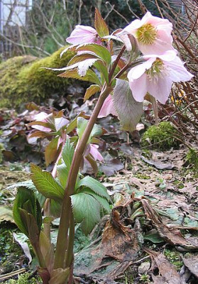 Helleborus_thibetanus_aufgebluht.jpg