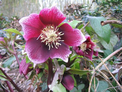 Helleborus_Noname.jpg