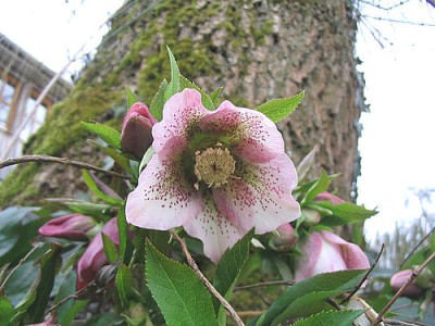 Helleborus_Noname__2.jpg