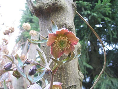 Helleborus_purpurascens_fars.jpg