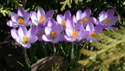 DSCN4077Krokus.jpg
