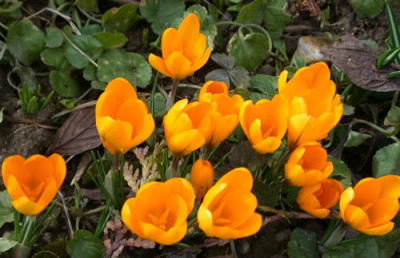 DSCN4027Krokus.jpg