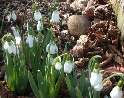 DSCN3909_076_Schneegl..jpg
