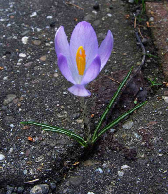 Krokus_im_Weg.jpg