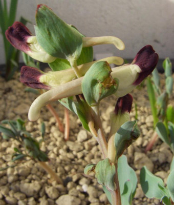 Corydalis_popovii.jpg