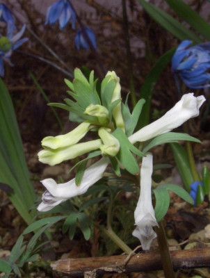Corydalis_angustifolia.jpg