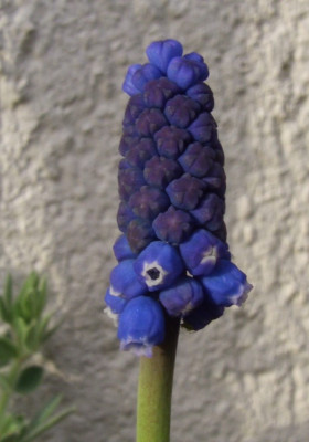 Muscari_Dark_Eyes.jpg