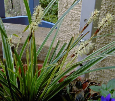 Grasblute_280306.jpg