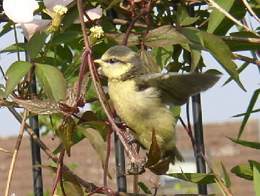 vogel2.jpg