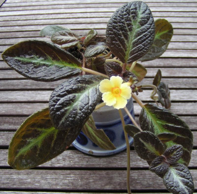 episcia_suomi.jpg