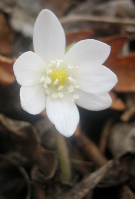 IMG_0129_eHepatica_yamatutai.JPG