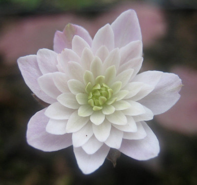 IMG_0116_eHepatica_henryi_rosa_filled.JPG