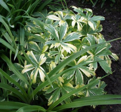Astrantia_maior_Sunningdale_Variegated002.jpg