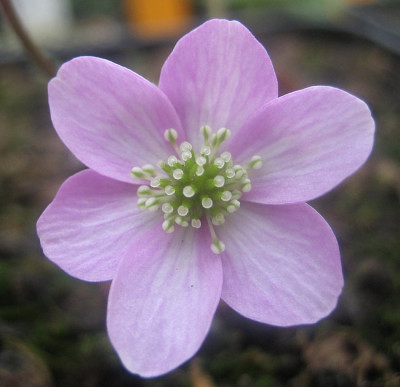 IMG_0117_eHepatica_henryi_rosa.JPG