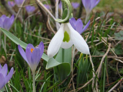 27_Galanthus_who.jpg
