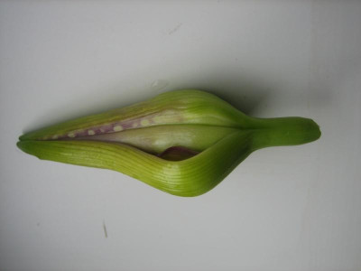 Verkrüppelte Blüte_0279.jpg