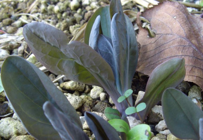 Mertensia_virginica_Austrieb_06.jpg