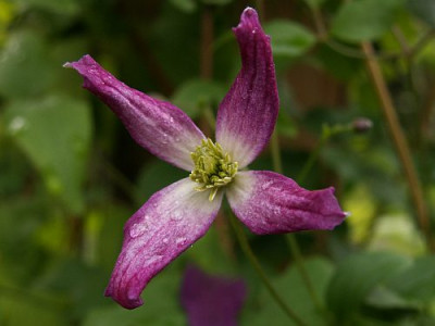 Rubromarginata.jpg